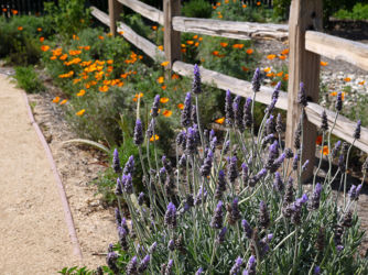 Drought tolerant demonstration garden at the District's headquarters.